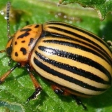 Maiden krompir: opis sorte, recenzije